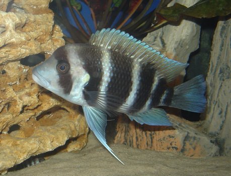 Фронтоза (Frontoza Burundi) самка